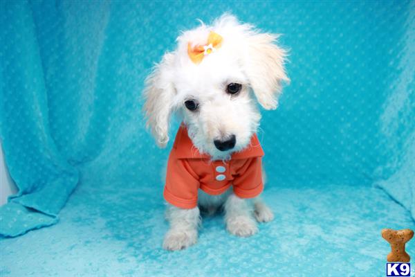 lvpuppyheaven Picture 3